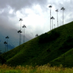 Zuid Colombia (54)