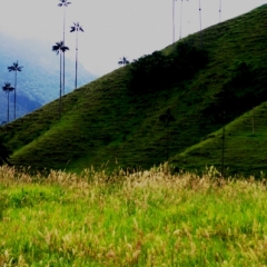 Zuid Colombia (55)