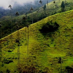 Zuid Colombia (56)