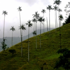 Zuid Colombia (59)