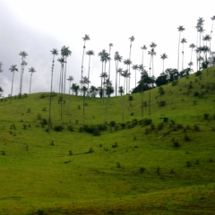 Zuid Colombia (60)