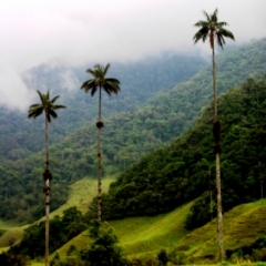 Zuid Colombia (61)