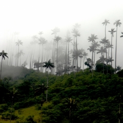 Zuid Colombia (62)