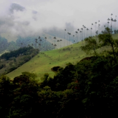Zuid Colombia (63)