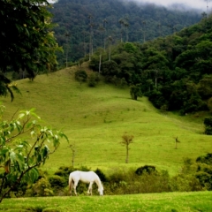 Zuid Colombia (64)