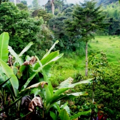 Zuid Colombia (68)