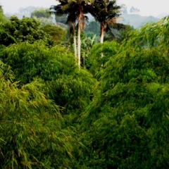 Zuid Colombia (69)