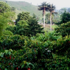 Zuid Colombia (70)