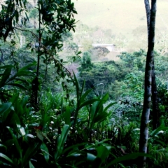 Zuid Colombia (72)