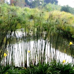 Zuid Colombia (74)