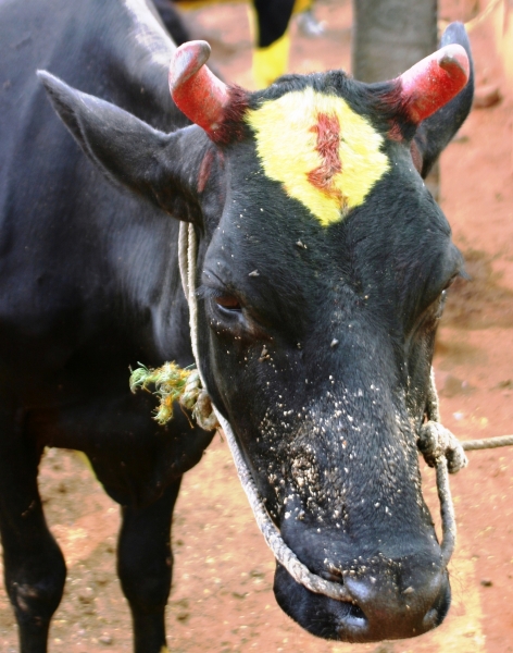 Zuid Oost India (1)