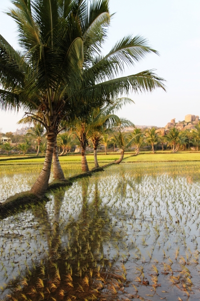 Zuid Oost India (221)