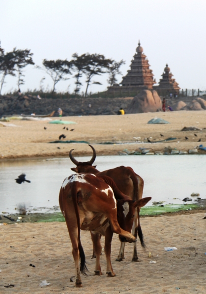 Zuid Oost India (239)