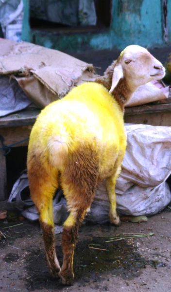 Zuid Oost India (3)