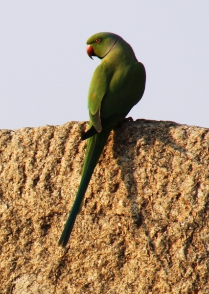 Zuid Oost India (93)