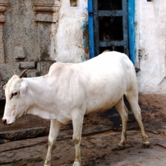 Zuid Oost India (4)