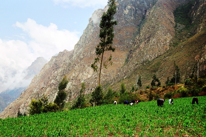 Zuid Peru (327)