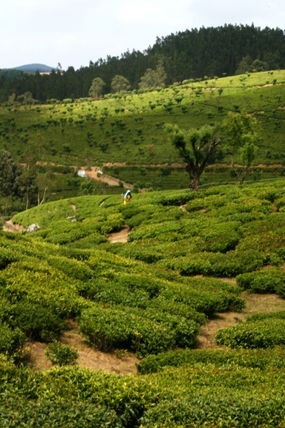 Zuid West India (110)
